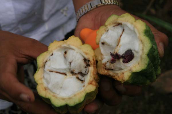 Kakaopflanze